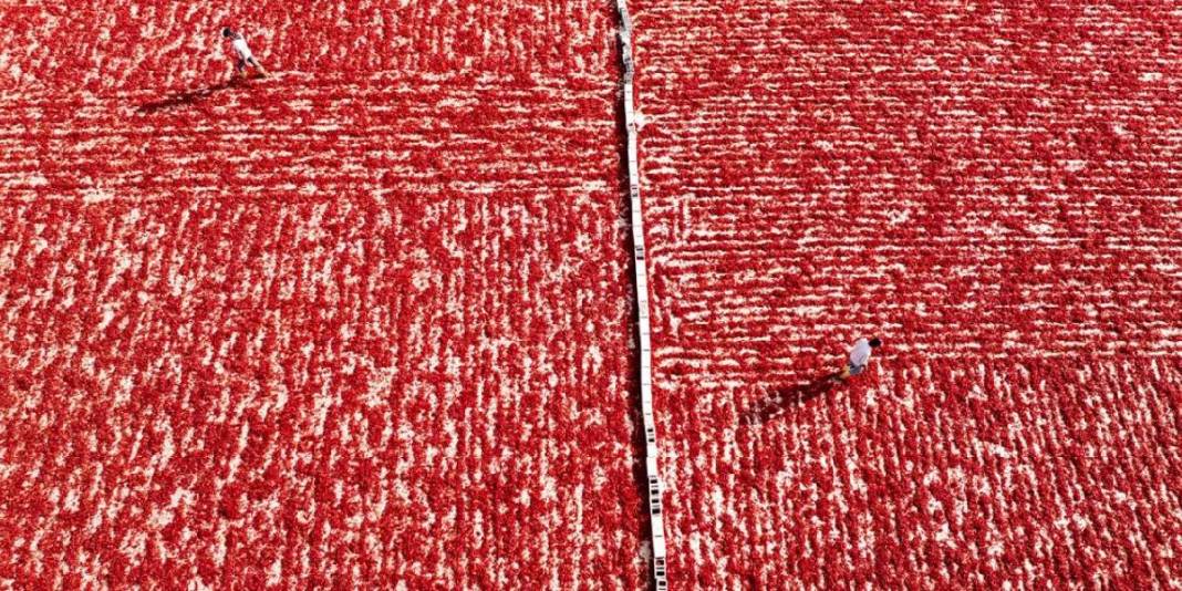 Tarladan topla, güneşte kurut, dönüştür! Gaziantep’te kırmızı mesai sabahın ilk ışıklarıyla başlıyor 2